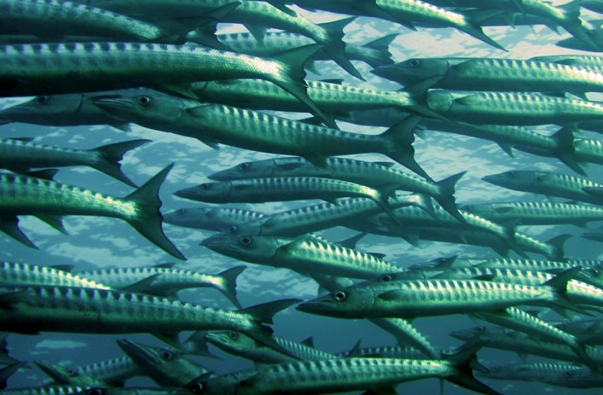 Fish farming - Aquaculture